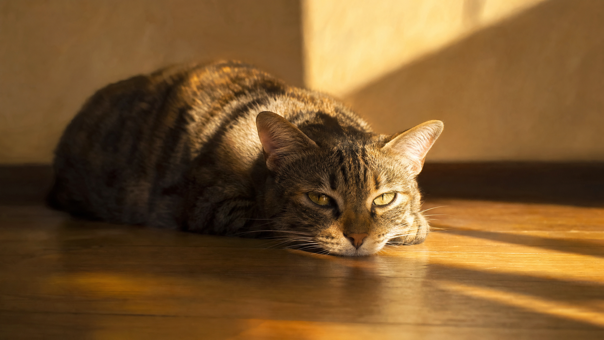The Shape of Readiness